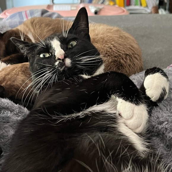 Share Show | Come Join Us Like This Post |CATSDRAGGEDITIN | Let’s Share & Sell - Picture 11 of 15